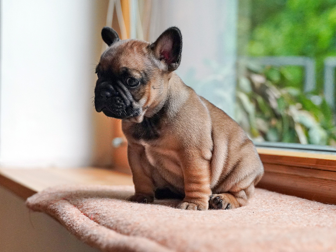 Flash Frenchies